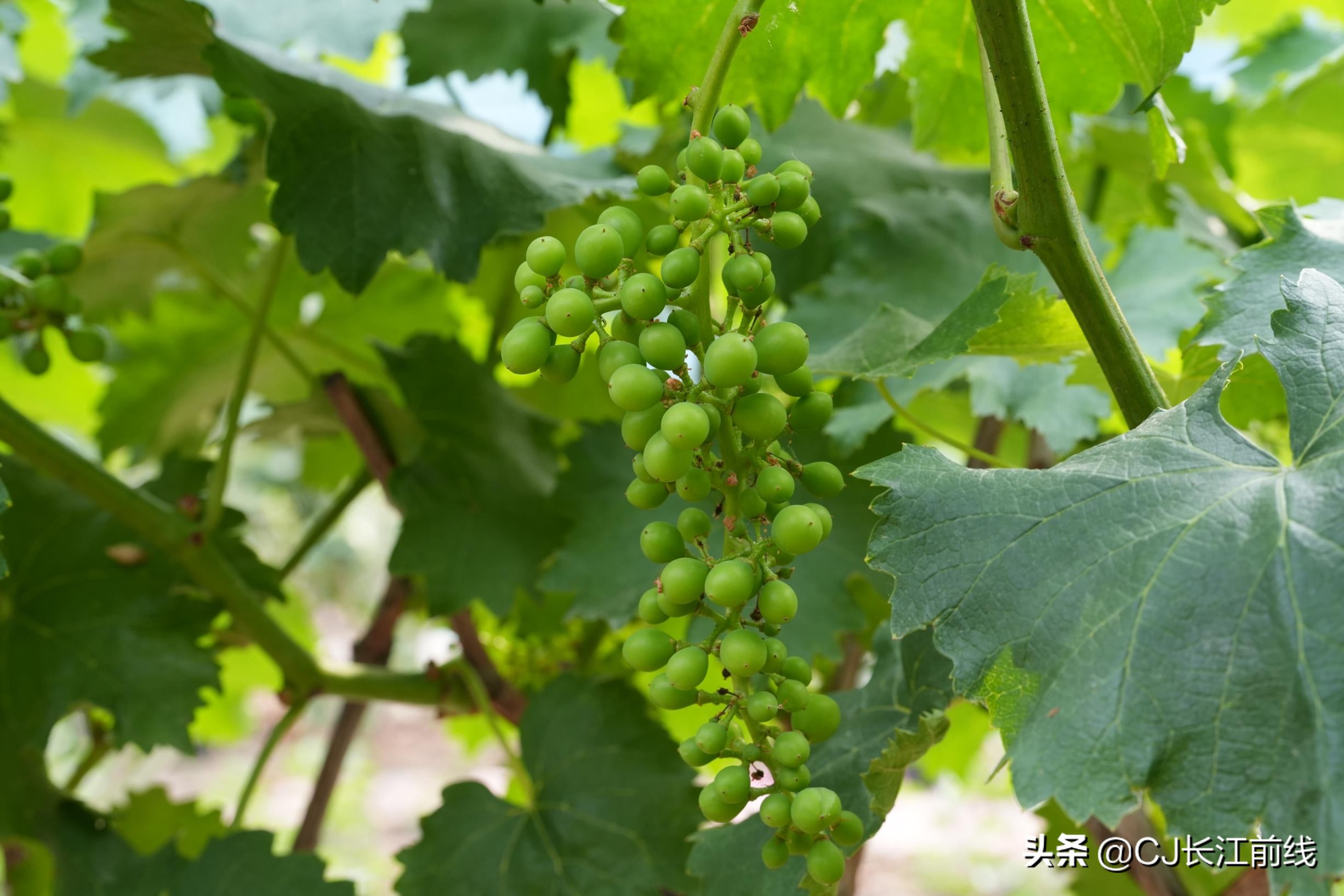 河南淮滨:乡政府旁的“樊家花园”(组图)