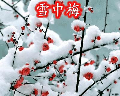 紫石金麟|咏梅七律三十韵②（二叠韵合集）