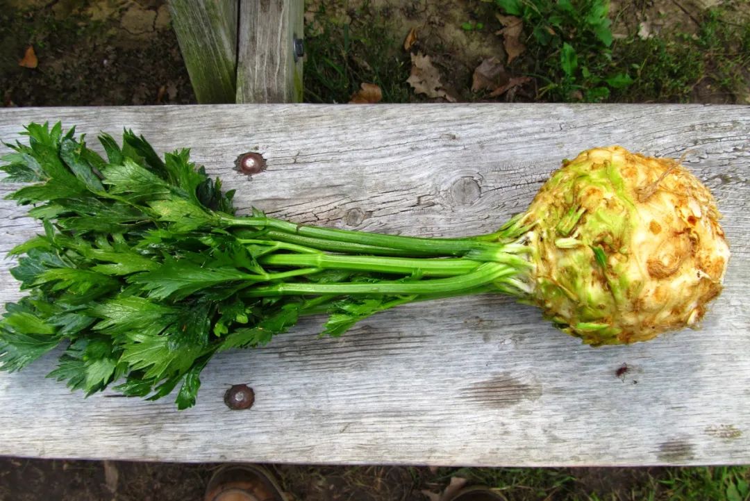 根类食物大全 (5种根菜类的食材)