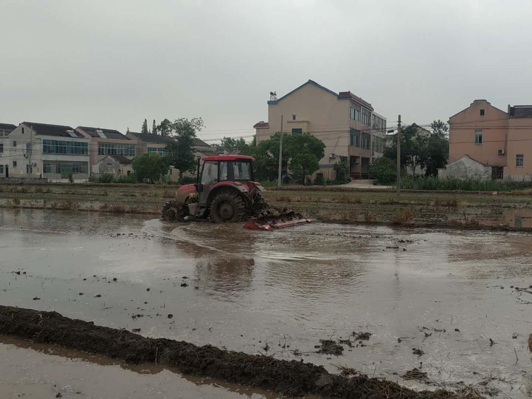 简单实用的秧田病虫草害绿色防控技术