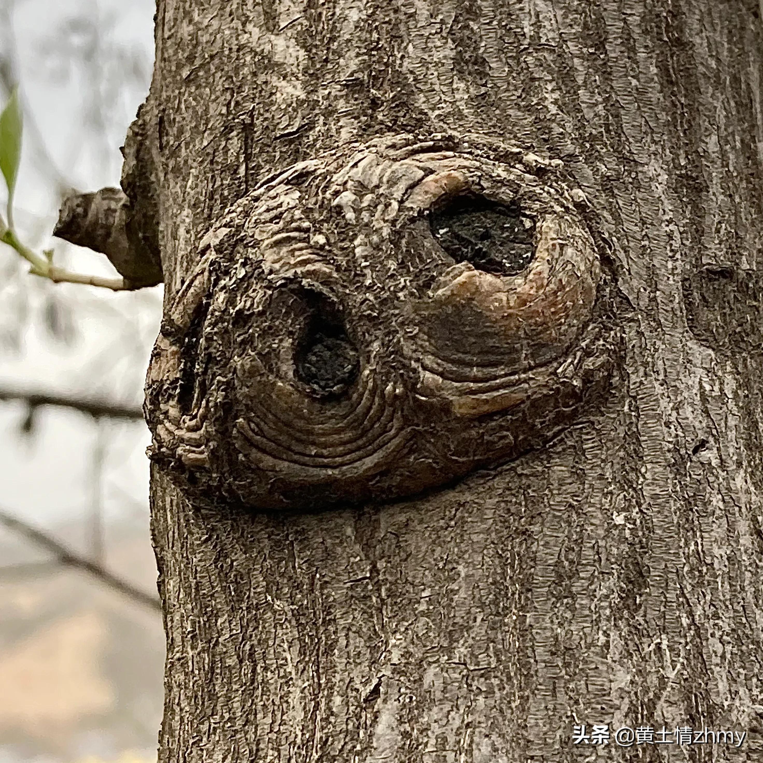 木头瘤疤,奇特的树干造型
