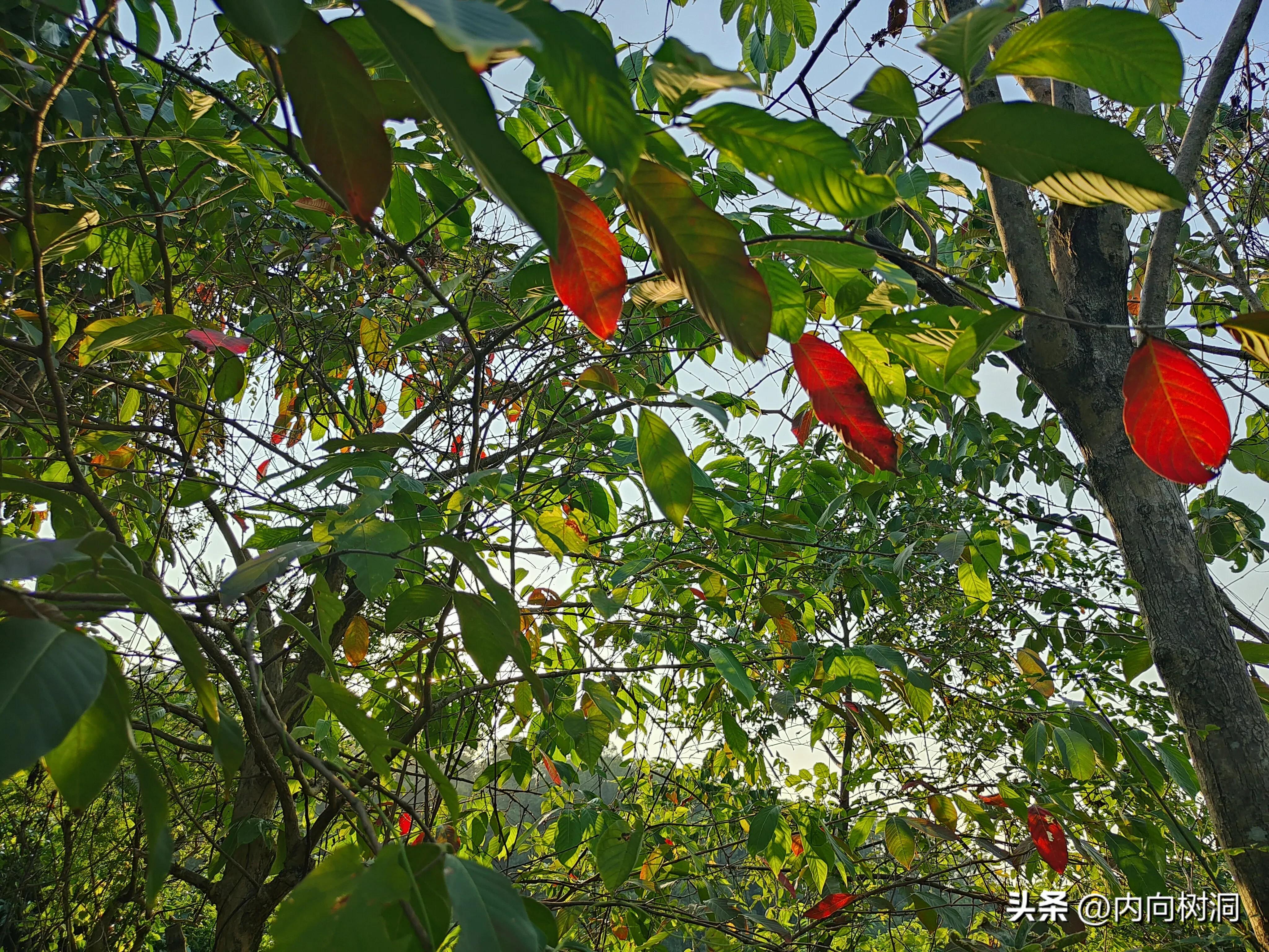 深圳淘金山绿道骑行游玩指南,淘金山特区与求水山