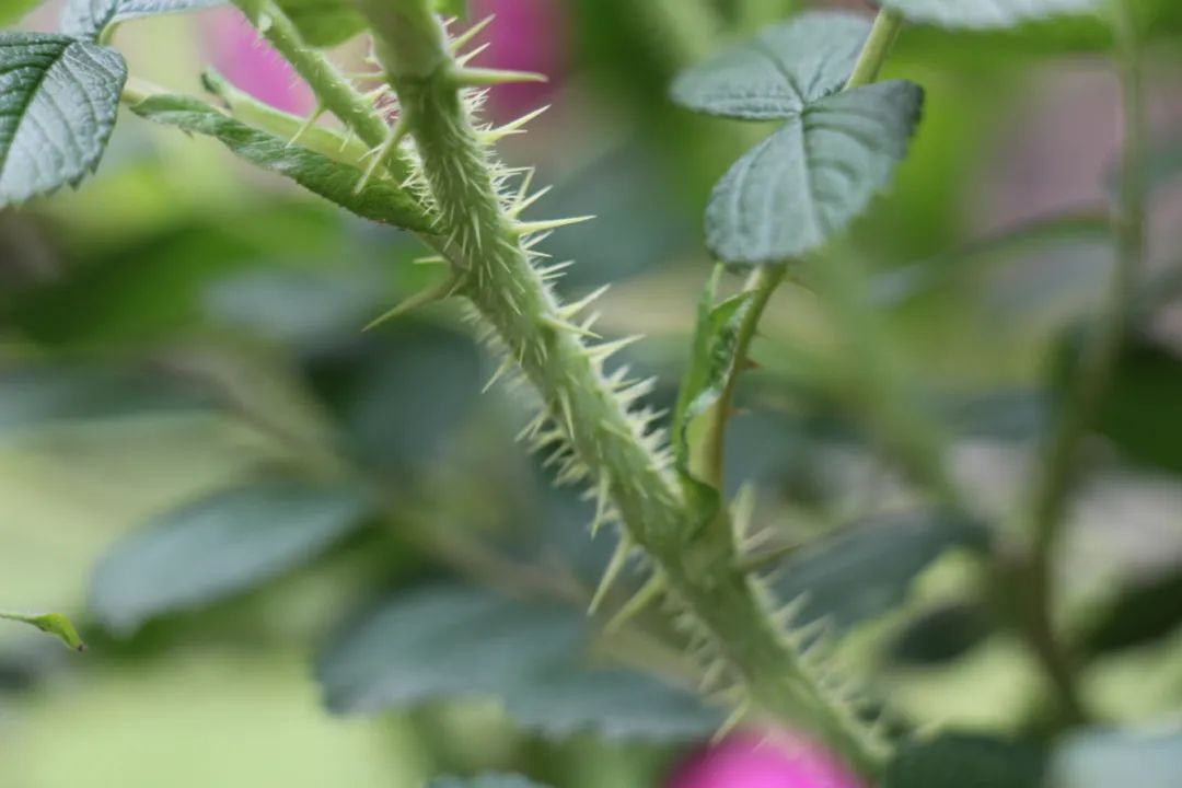 蔷薇月季和玫瑰有什么区别吗,你分得清玫瑰蔷薇和月季的区别吗