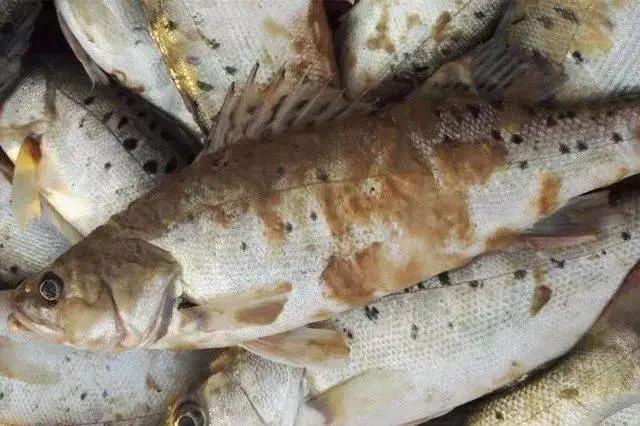 水霉烂尾是怎么造成的,水霉病害及治疗方法