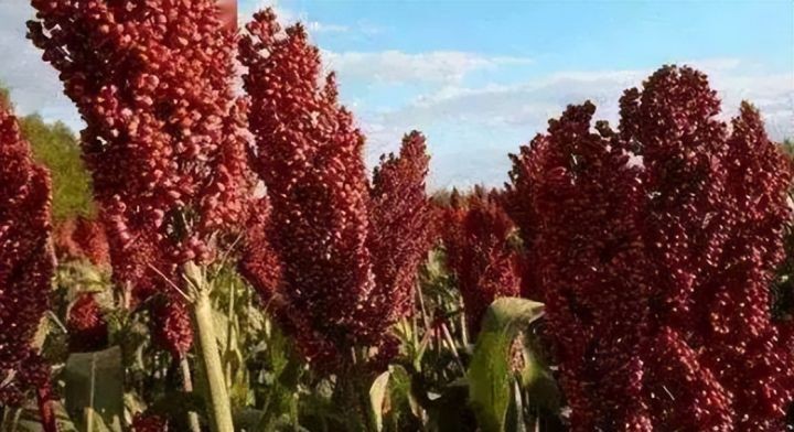 上海人一般喝什么白酒比较多,上海人最爱喝的酒