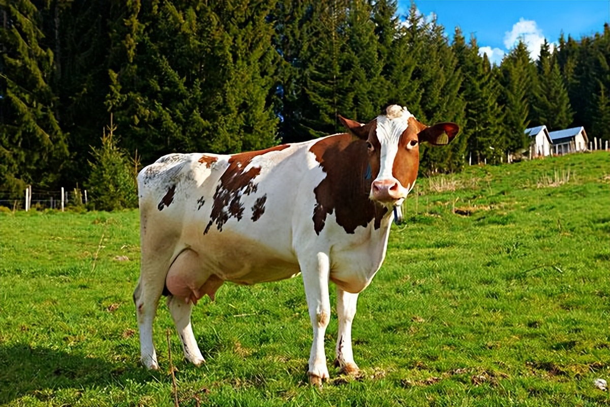 母牛生牛之前有什么症状,关于牛生育的小知识
