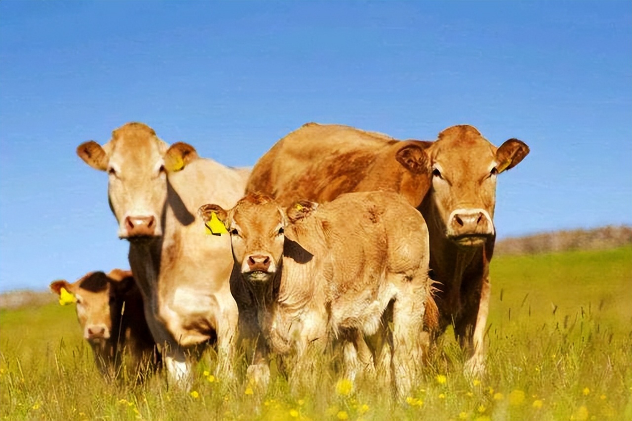 母牛一般在什么季节发情？母牛发情时会有哪些症状？看完就知道了