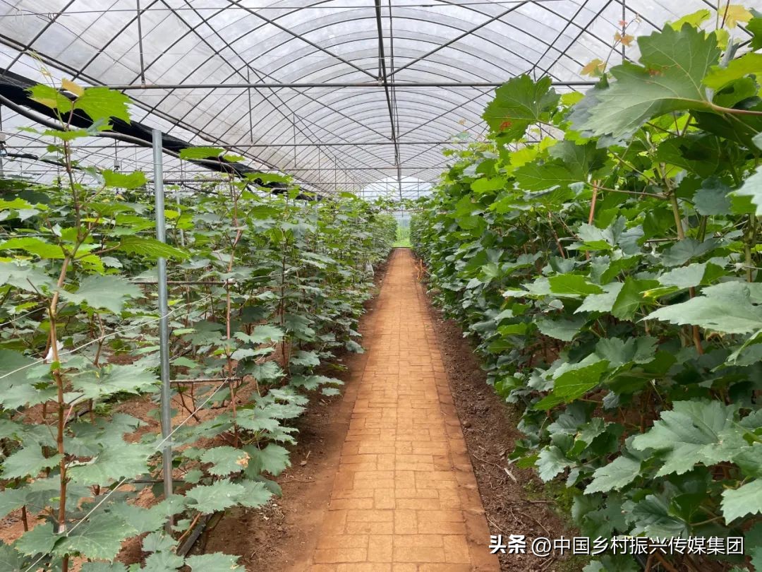 2022乡村振兴扶持项目方案,2023年乡村振兴项目补贴申报指南