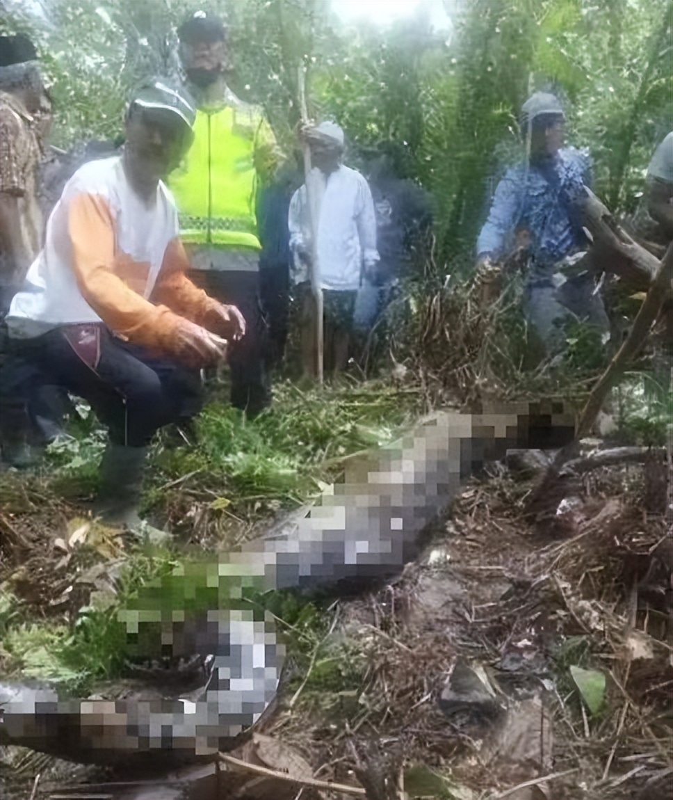 7米长！印尼54岁女子被巨蟒活吞，人心惶惶：还剩条8.2米蟒蛇游荡