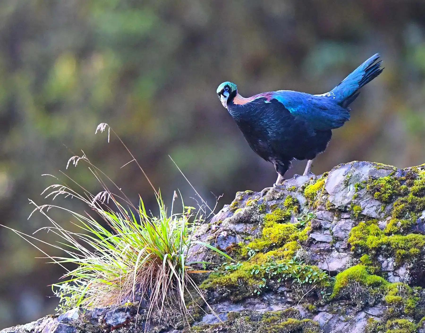 绿尾虹雉摄影,绿尾虹雉鹰鸡