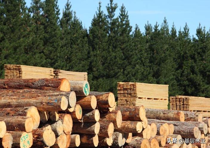 木材价格持续低迷的真正原因是什么，种树的农民如何应对？
