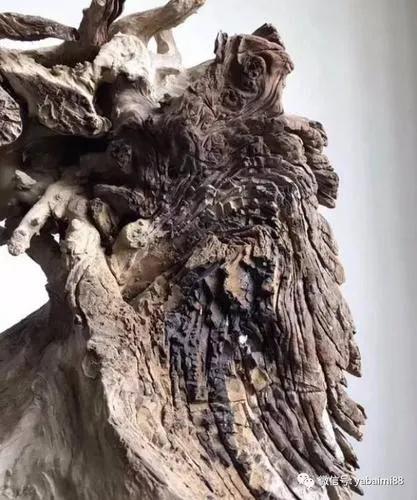 传说中的十大神木,传说中的辟邪神木