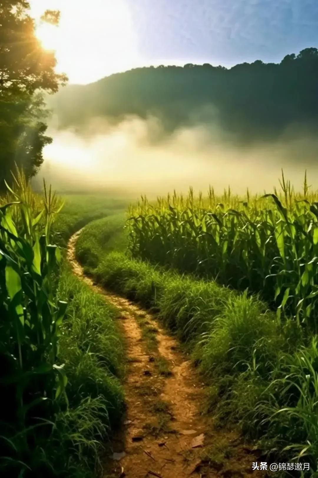 乡村田园风光图片,田园风光风景图片