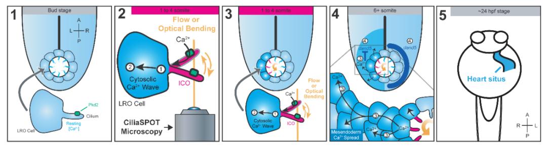 心脏为什么会长在左边,心脏为什么长在胸部
