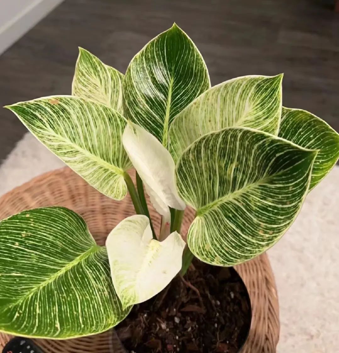 盘点24个常见蔓绿绒品种，叶色靓丽颜值高，总有一款撬动你的心！