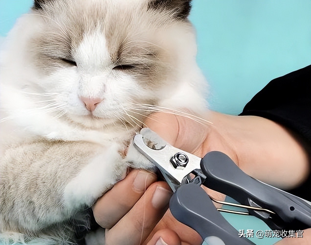 猫咪指甲劈裂是什么原因,猫咪指甲裂了一半怎么处理