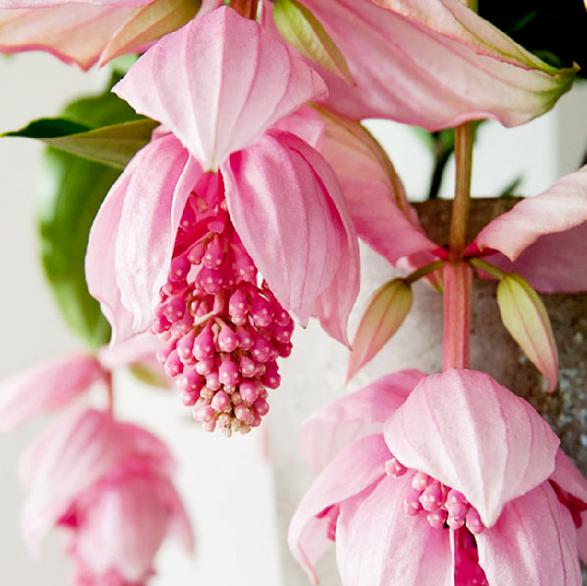 年花盆栽怎么搭配,明年还可以开花的年花盆栽