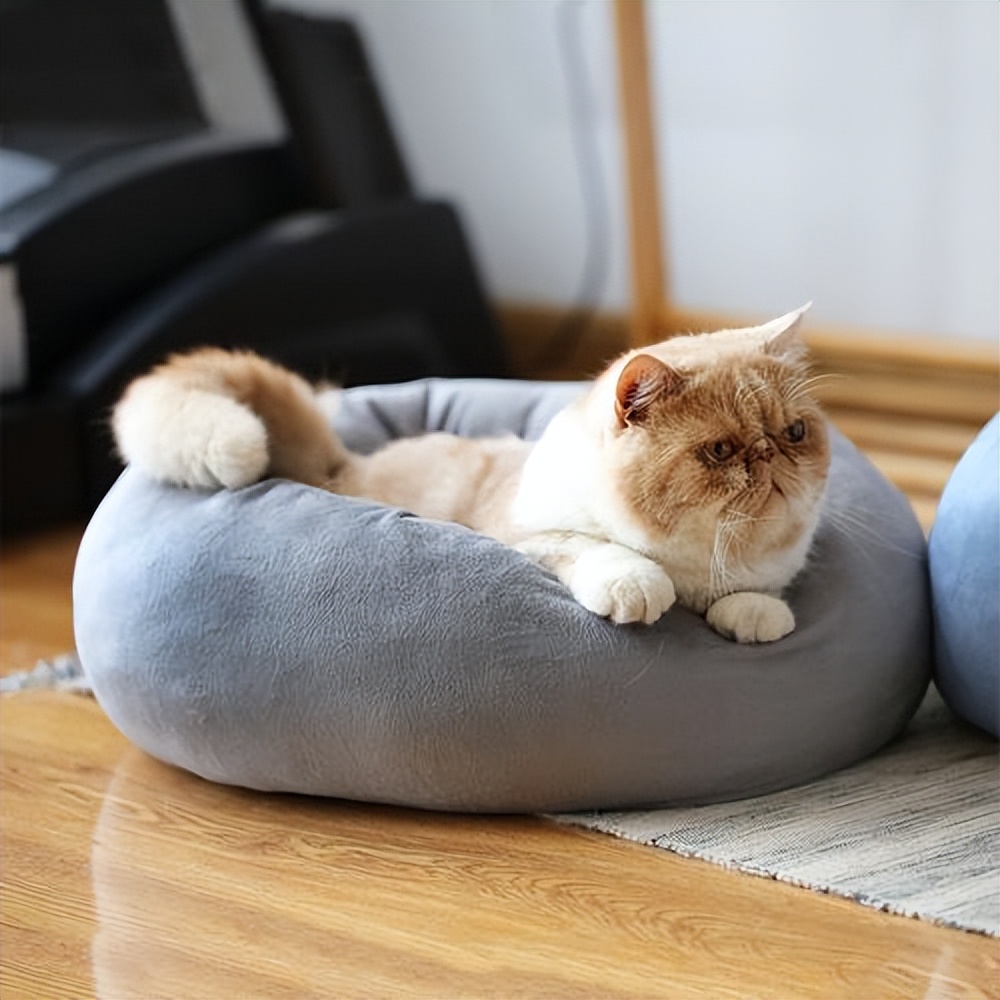 猫咪总爱钻沙发底下怎么办,为什么猫咪喜欢钻被子