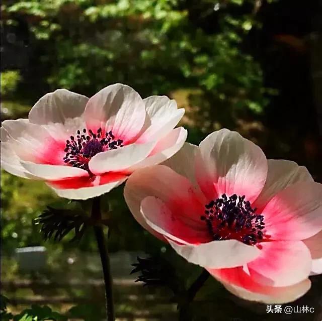 鲜花五彩缤纷争奇斗艳,最美鲜花一年四季都在争艳怒放