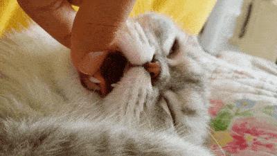 猫咪突然抽筋吐白沫然后死了,猫咪吐白沫水是怎么回事