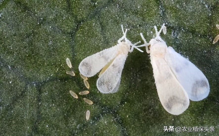 昆虫和害虫种类,昆虫和害虫的分类