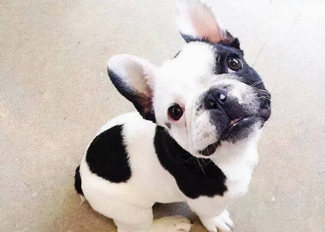 法斗生产过程多长时间算难产,法斗生孩子为什么要剖腹产