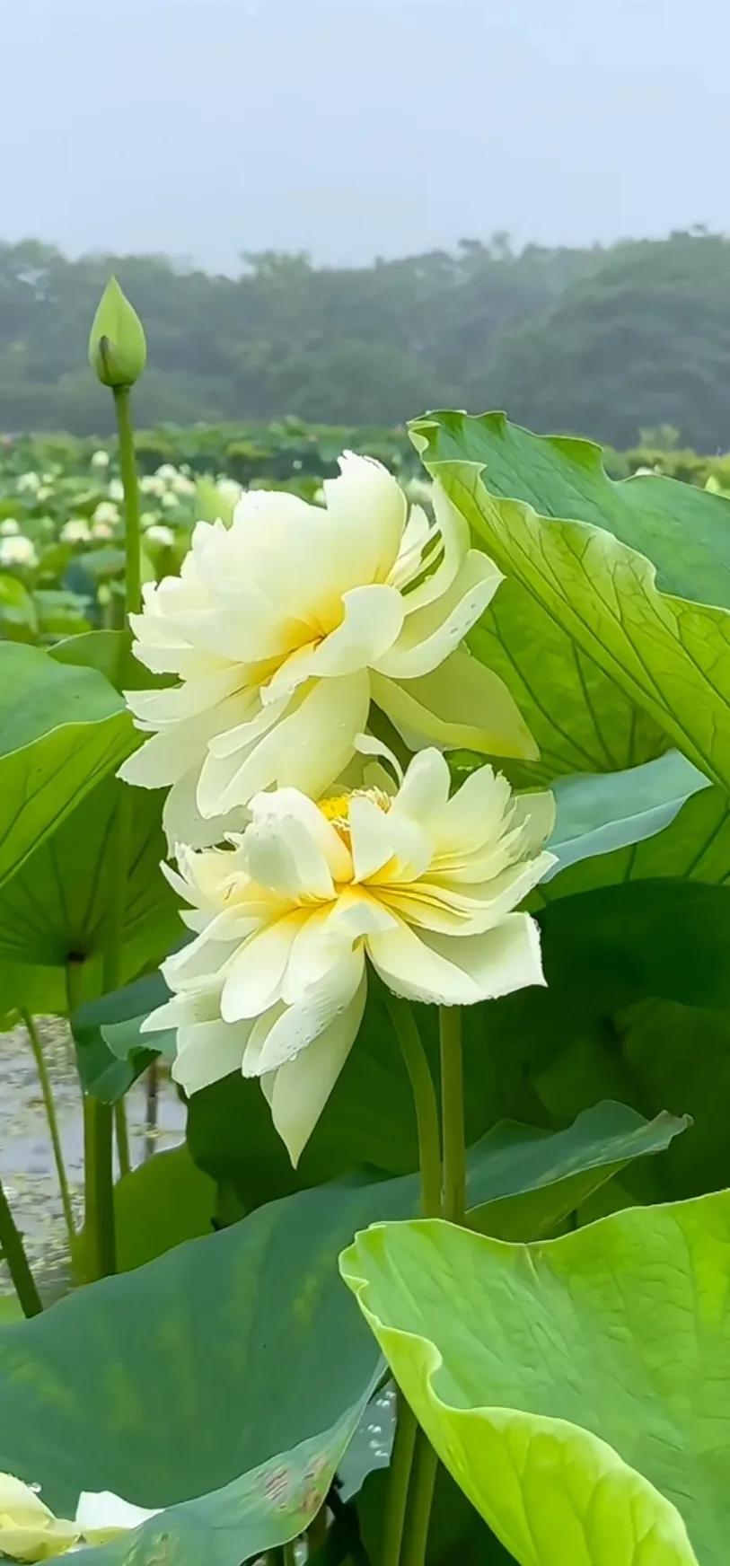 夏的季节荷花图片,三夏荷花图片