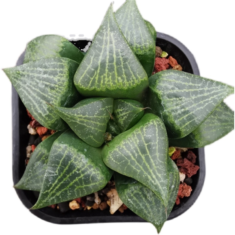 花看久了也厌了什么意思,花看腻了怎么办