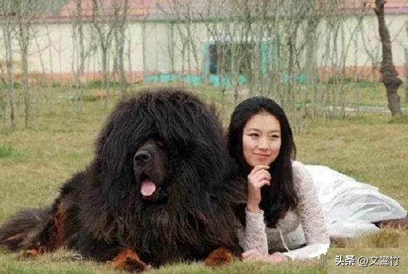 两夫妻走到西藏无人区碰见狼群,真正古老的纯种藏獒