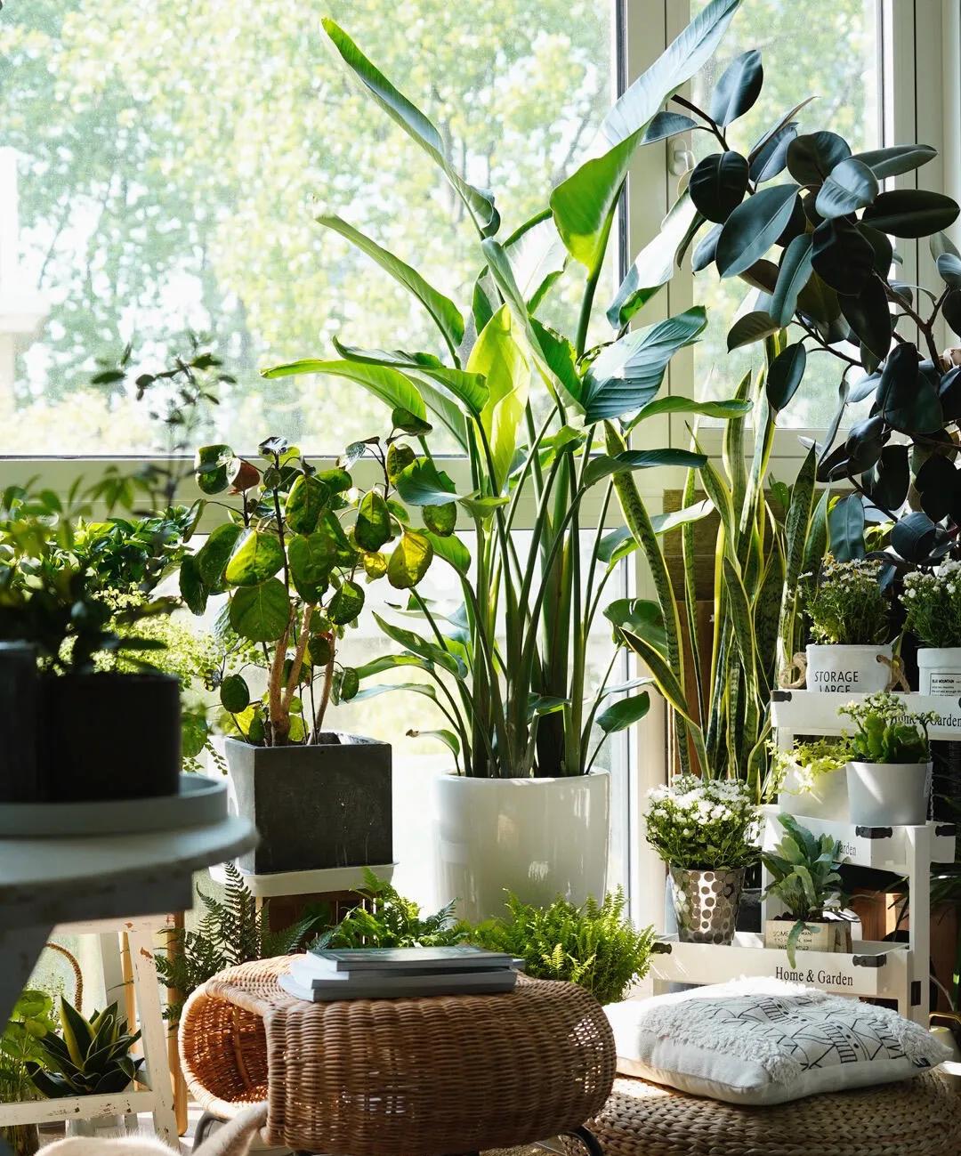 治愈系盆栽绿植推荐,室内小型绿植花卉推荐品种