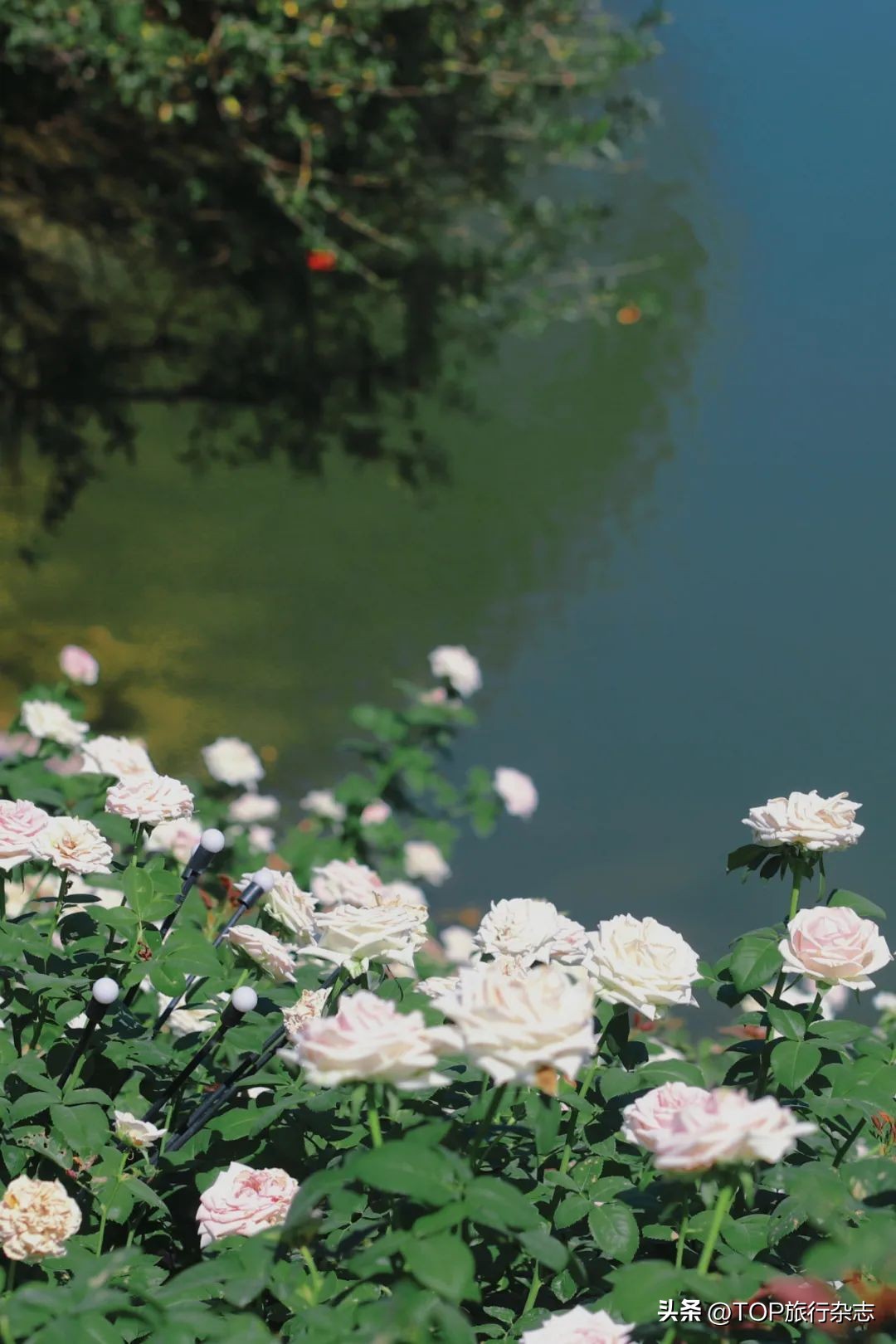 长沙秋景漂亮的地方,长沙周边秋景