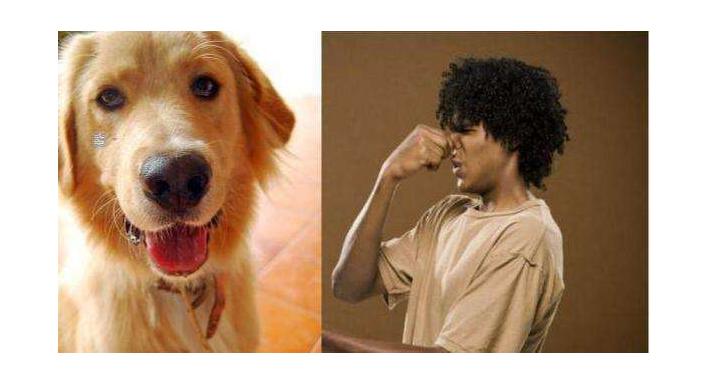 体臭狗排行榜前十名,建议新手养的10种狗不掉毛无体臭