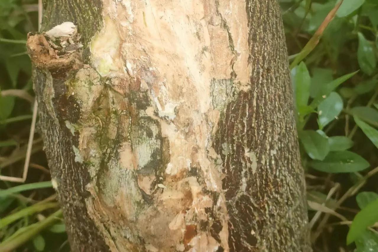 柑橘流胶病最佳治疗方法,柑橘流胶病最佳防治方法