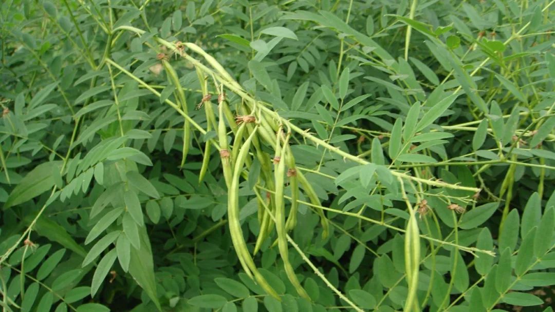 万物有灵人情冷暖自知,万物皆有灵性人生有太多的无奈