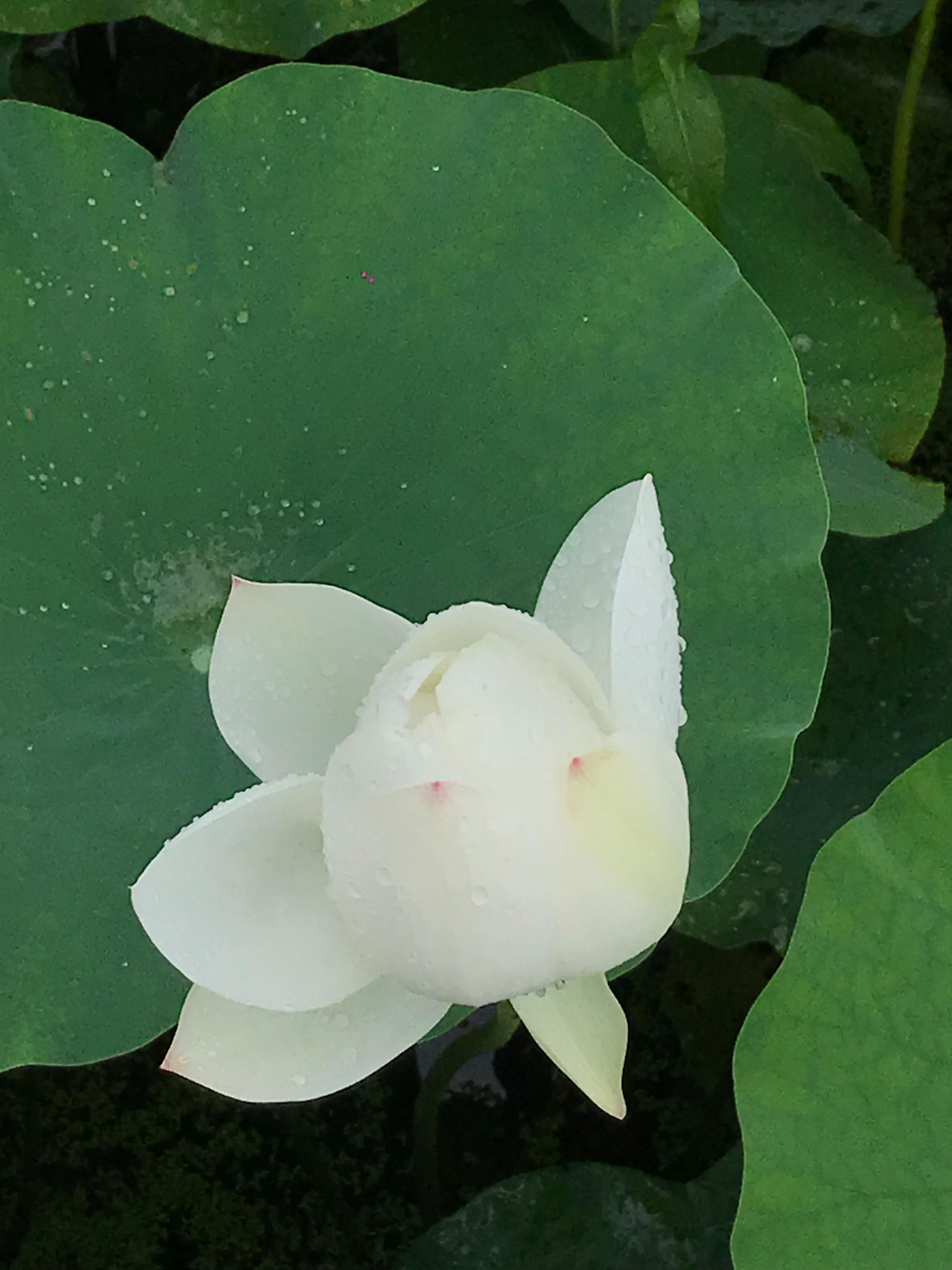 烈日炎炎赏荷花清凉一夏,京郊赏荷领略夏日之美