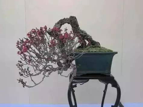 梅花老桩盆景,梅花盆景制作