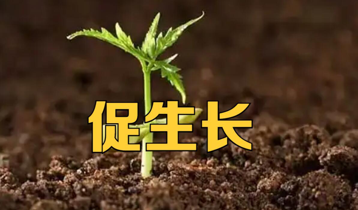 壳聚糖是什么植物,壳聚糖具有很强的杀菌作用