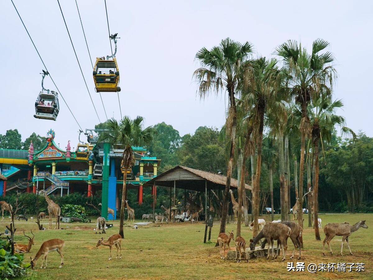 长鹿和长隆动物园哪个更适合幼儿,顺德长鹿与广州长隆动物园