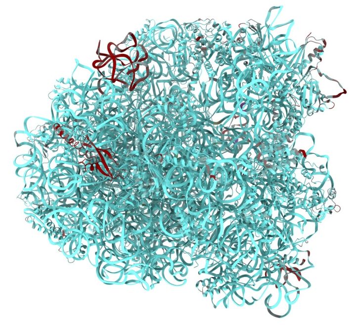 健身增肌的原理是什么,健身增肌原理动作讲解