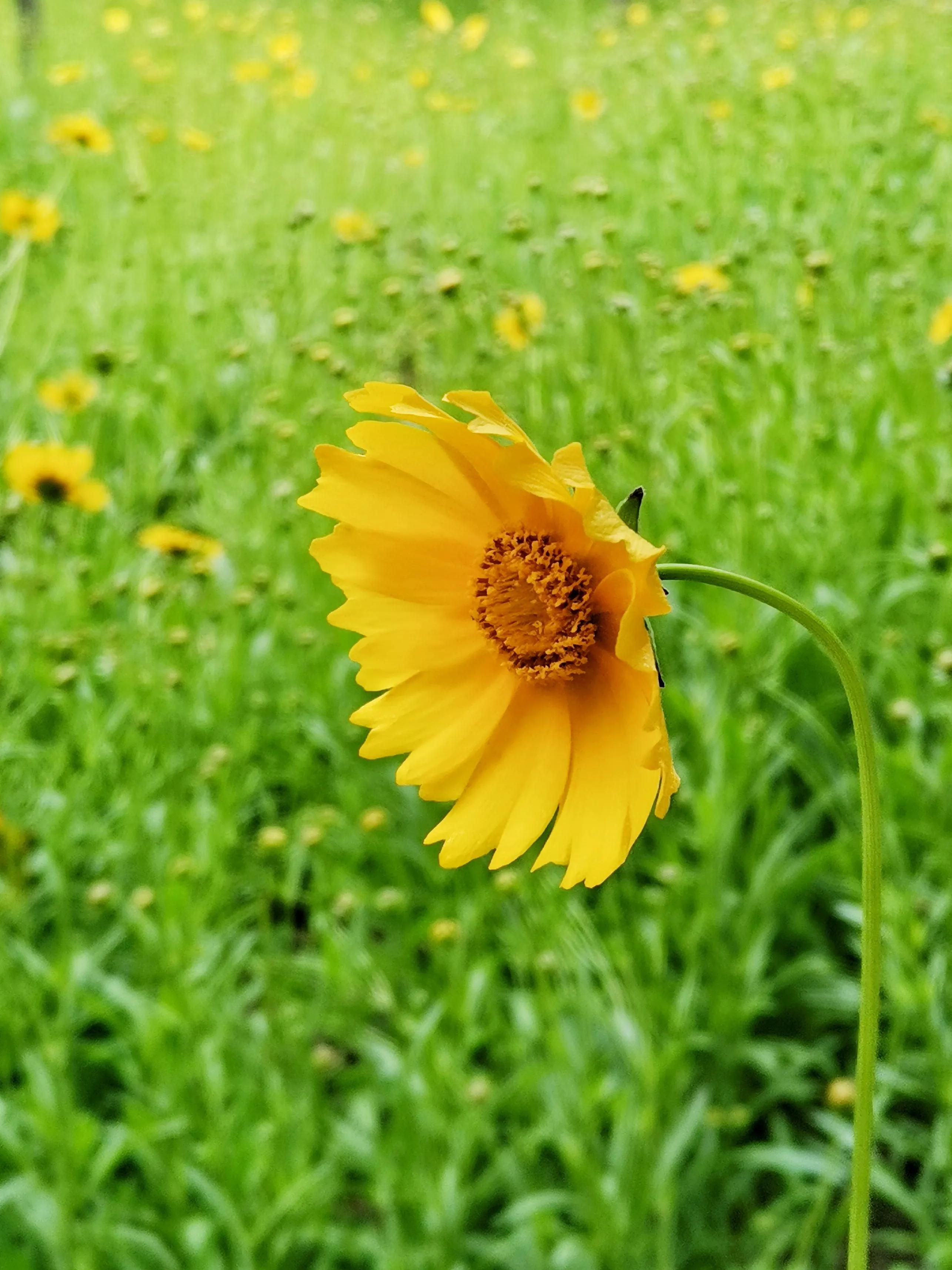 百花酿诗韵芬芳留人间（一）