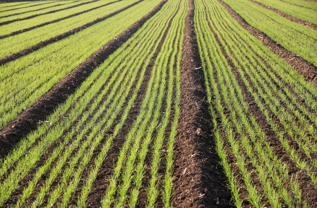 承包10000亩土地种粮食能挣钱吗,承包1000亩农田能赚多少