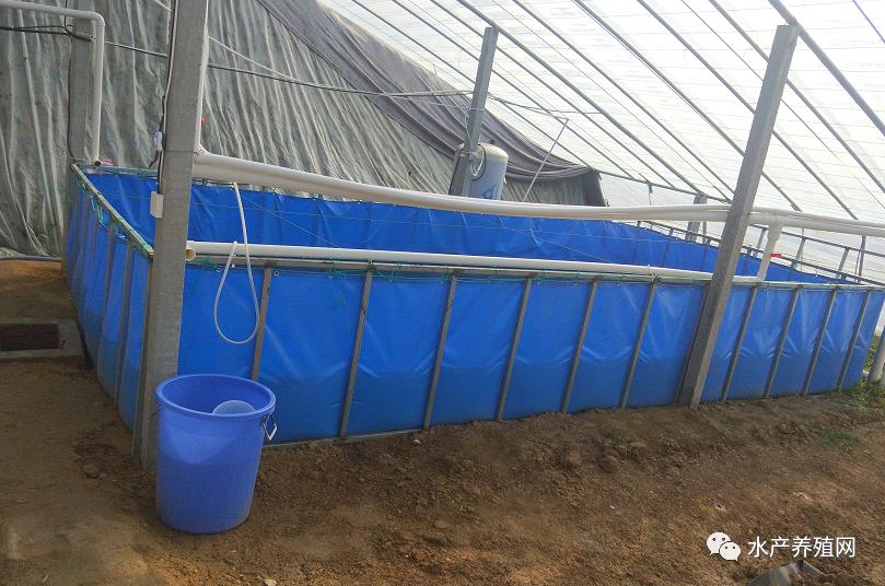 高密度帆布池养殖的风险,帆布池养殖风险分析