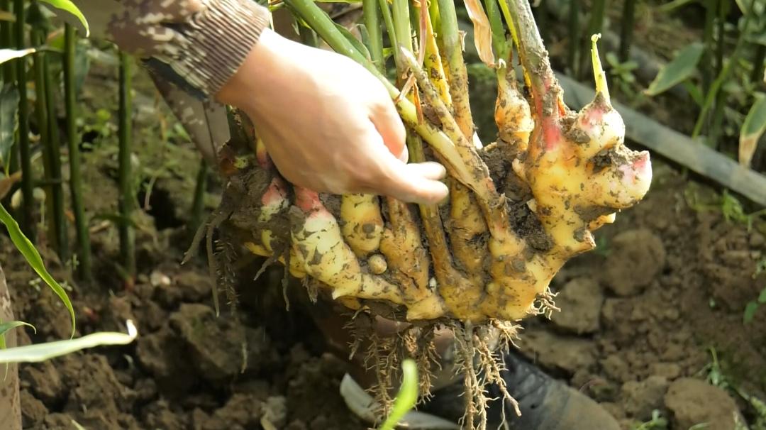 提前上市的生姜种植方法,种植姜致富经创业项目
