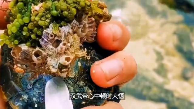 种植石菖蒲真的有那么火吗,大面积石菖蒲的种植方法