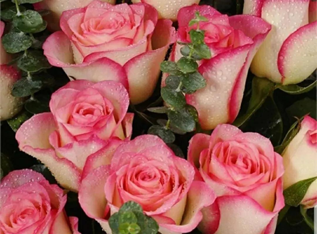 月季蔷薇玫瑰三者的区别图,蔷薇月季玫瑰的区别和联系