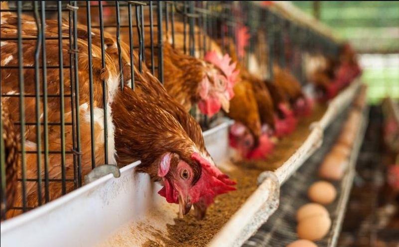 养殖鸡回收,养鸡回收