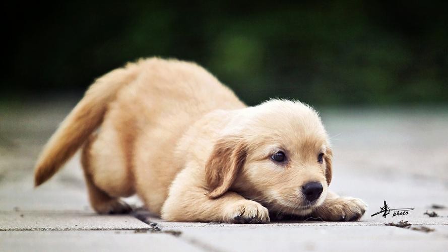 身价8000的柴犬的表现是这样的,什么狗最好养又便宜柴犬