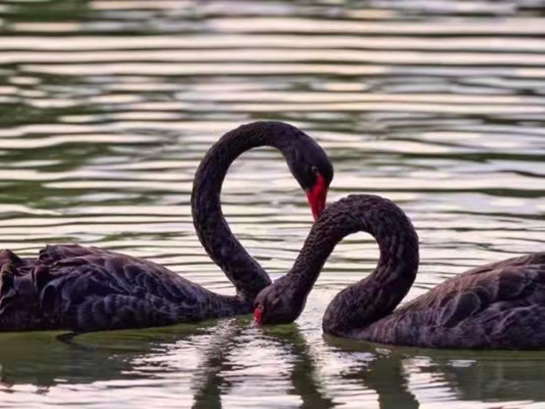 浙江大学中国最美校园,浙江大学玉泉校区校园