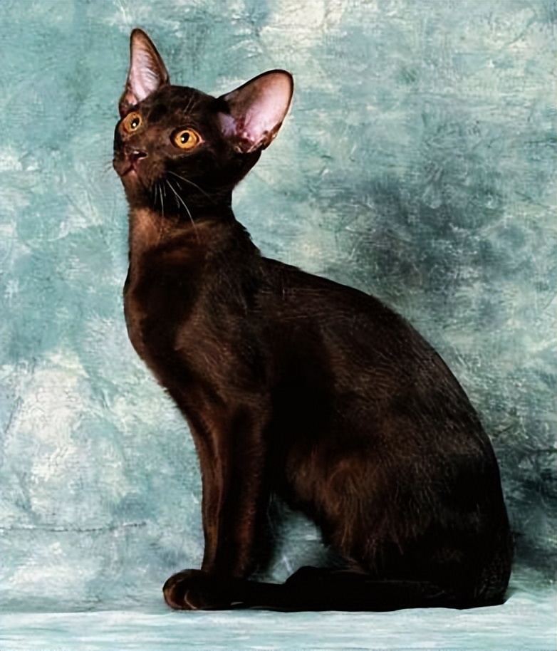 世界上最可爱的6种猫咪,世界上最可爱的三种猫咪