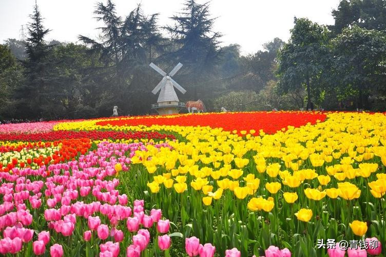 荷兰的国花郁金香有多少种,荷兰郁金香重瓣